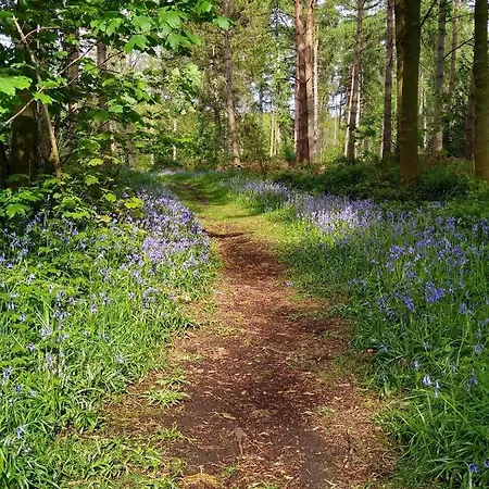 Hollicarrs - Lilypad * Riccall