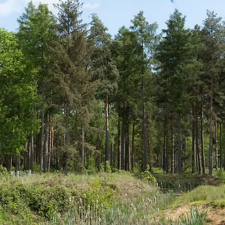 Hollicarrs - Lilypad