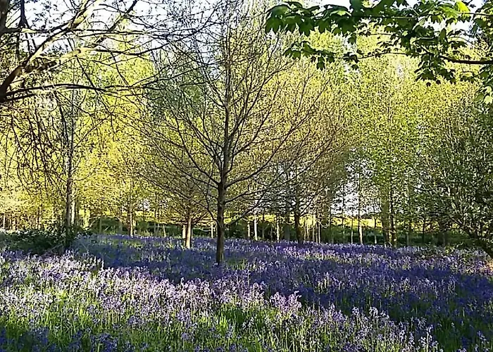 Hollicarrs - Lilypad Lodge Riccall